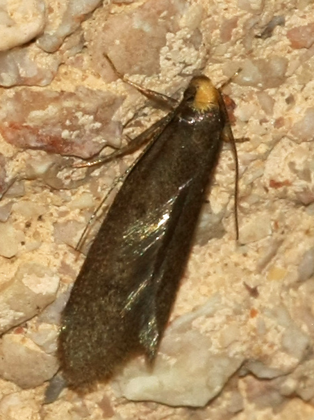 Cephimallota crassiflavella?? -No,  Pseudatemelia flavifrontella (Lypusidae)